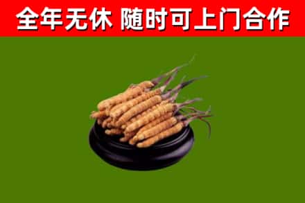 新吴区回收散虫草